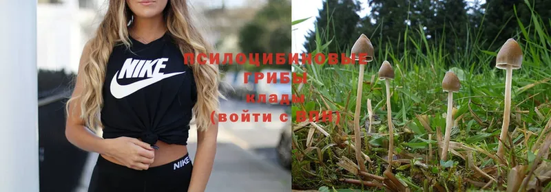 Галлюциногенные грибы Psilocybe  купить наркоту  Ржев 